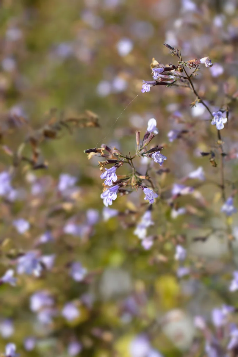 Clinopodium nepeta 'Blue Cloud', 15-pack