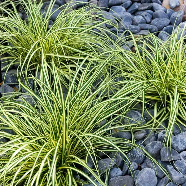 Carex Evergold (Japanese Sedge)