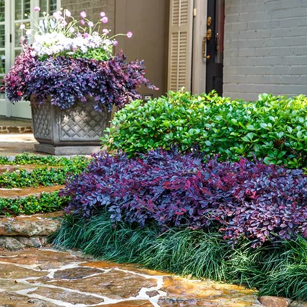 Southern Living® Purple Daydream® Dwarf Loropetalum Shrub