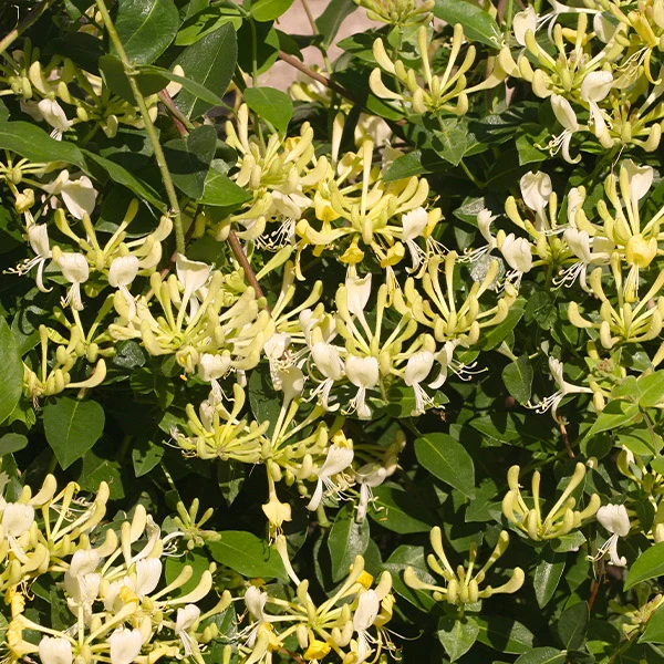 Proven Winners® Scentsation Honeysuckle Vine