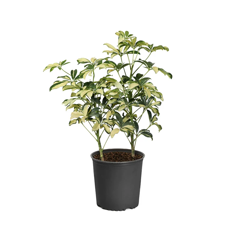 Variegated Dwarf Umbrella Tree