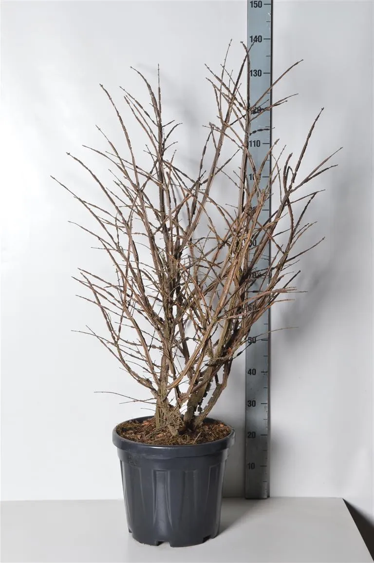Euonymus alatus C20 (20 liters kruka) 80-100 cm