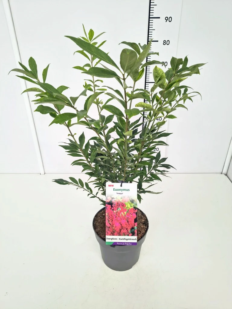 Euonymus alatus 'Fireball' C5 (5 liters kruka) 30-40 cm