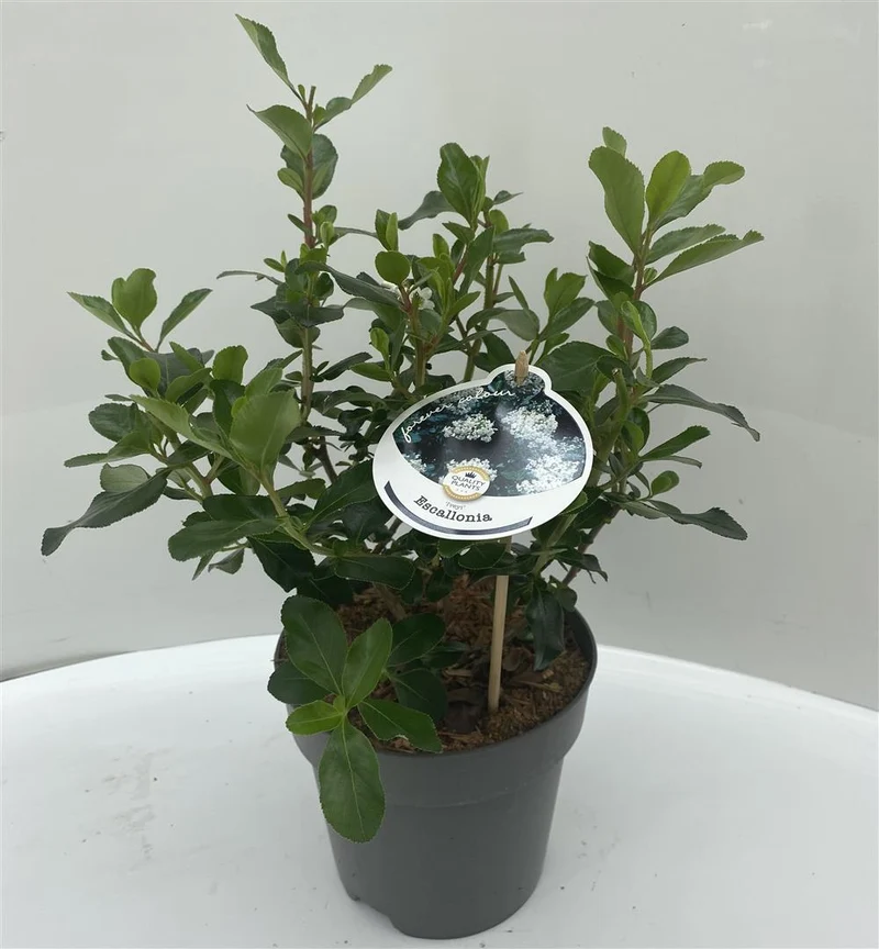 Escallonia 'Iveyi' C2 (2 liters kruka) 25-30 cm