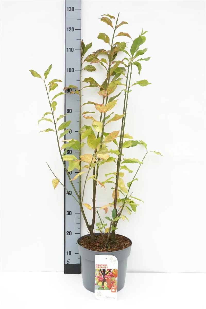 Euonymus europaeus C7,5 (7,5 liters kruka) 125–150 cm