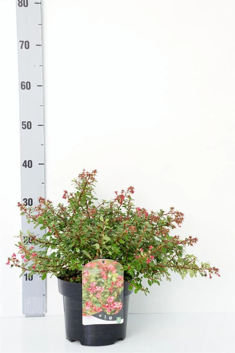 Escallonia 'Red Dream' C3 (3 liters kruka) 30-40 cm