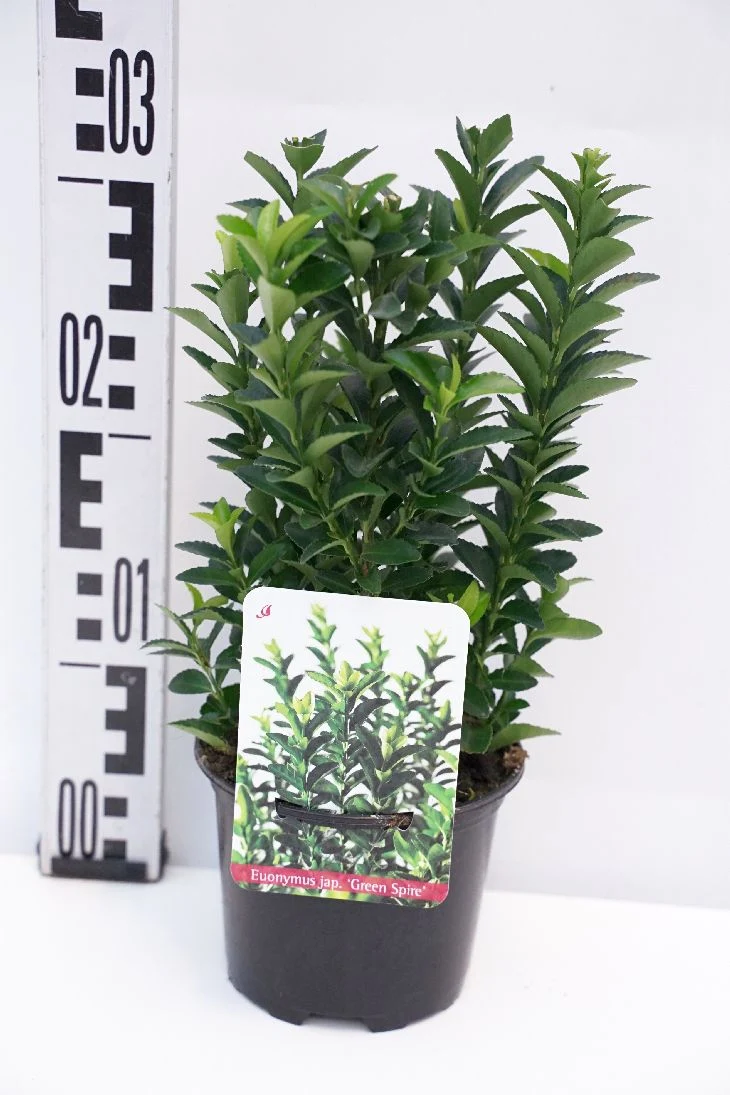 Euonymus jap. 'Green Spire' C2 (2 liters kruka) 30+ cm