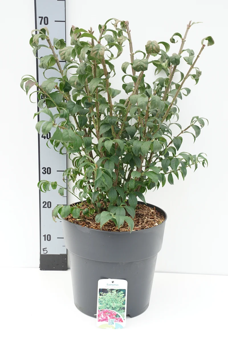 Euonymus alatus 'Compactus' C10 (10 liters kruka) 40-50 cm
