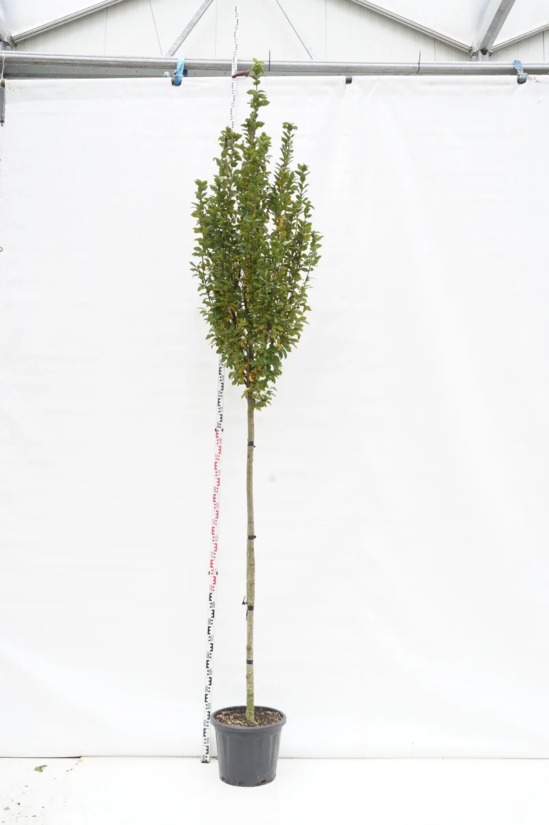 Euonymus fort. 'Dart's Blanket' C1,5 (1,5 liters kruka)