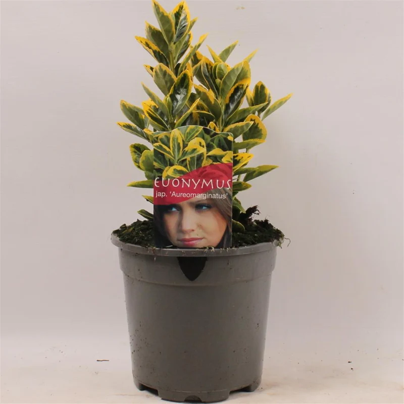 Euonymus jap. 'Aureomarginatus' C2 (2 liters kruka) / 17 cm kruka 20-25 cm