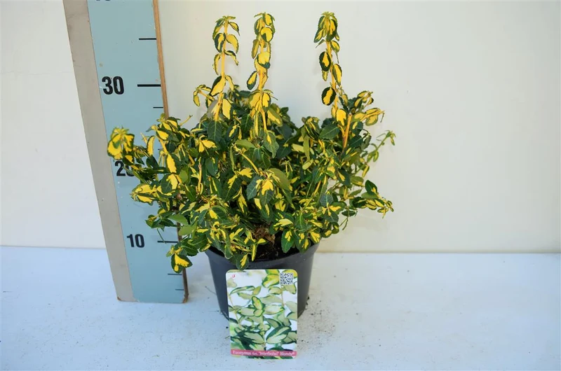 Euonymus fort. 'Blondy' 20-25 cm, C2 (2 liters kruka)