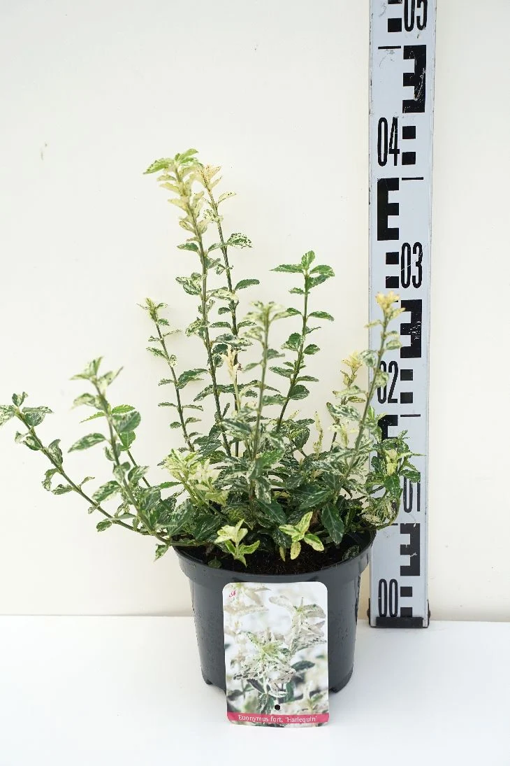 Euonymus fort. 'Harlequin' C2 (2 liters kruka) 30-40 cm