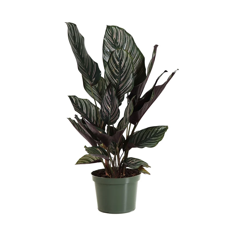 Calathea Ornata