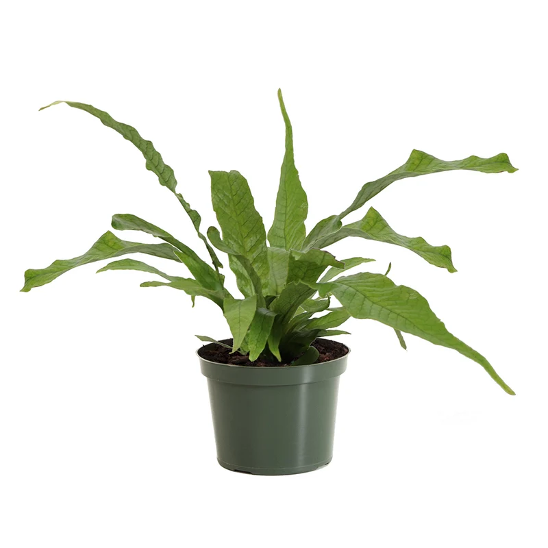 Crocodile Fern
