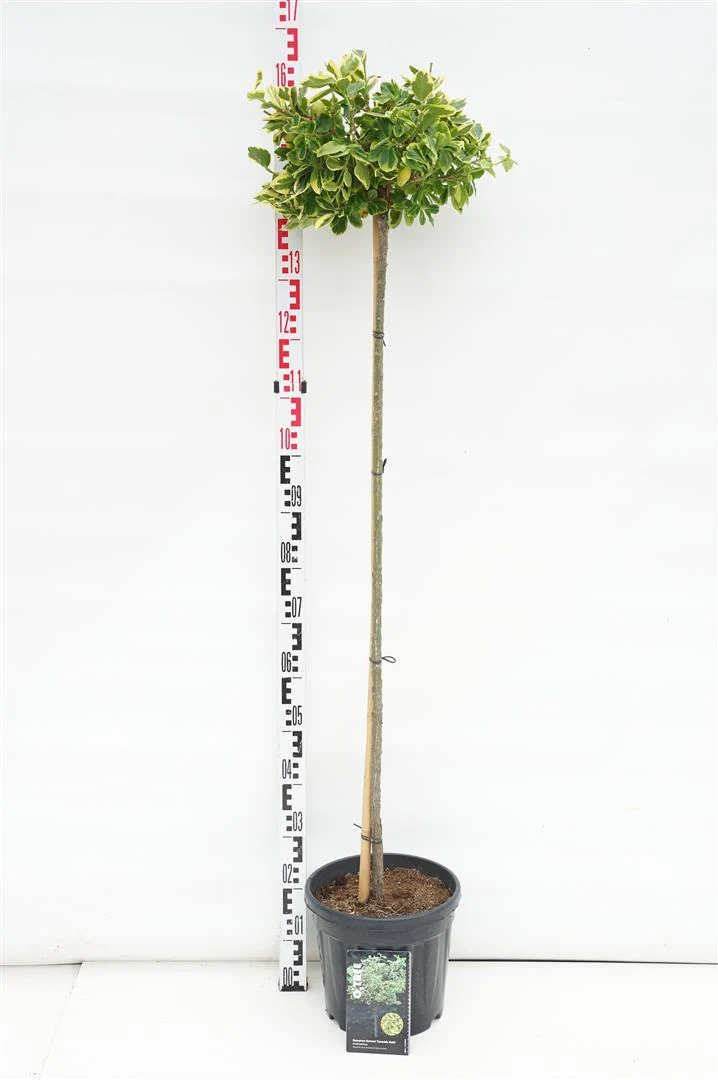 Euonymus fortunei 'Canadale Gold' 90 cm stam C10 (10 liters kruka)