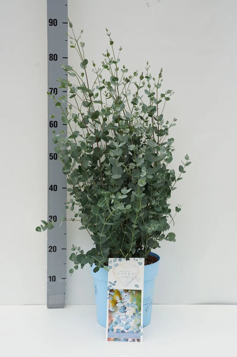 Eucalyptus gunnii 'Blaue Liebe' C7 (7 liters kruka)