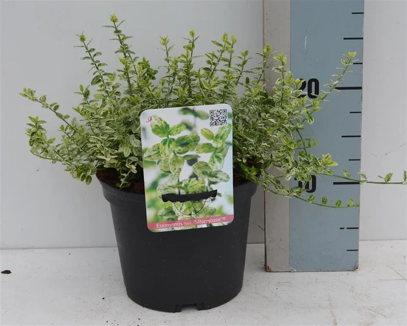 Euonymus fort. 'Silverstone' C2 (2 liters kruka) 20-25 cm