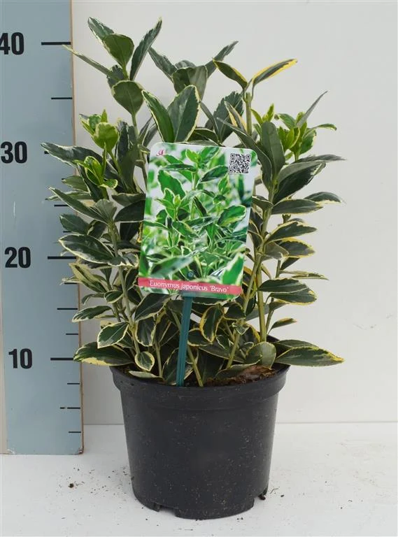 Euonymus jap. 'Bravo' C2 (2 liters kruka) 20-25 cm