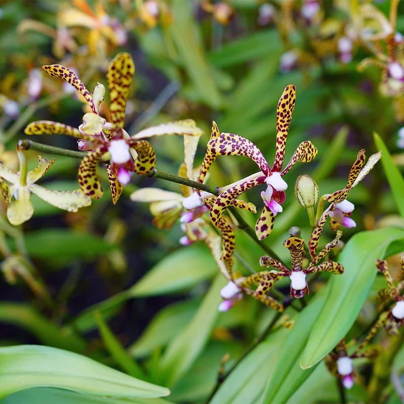 Spider Orchid Bush