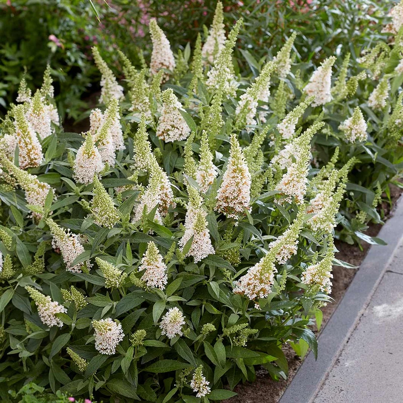 Butterfly Candy® Li'l Coconut Butterfly Bush