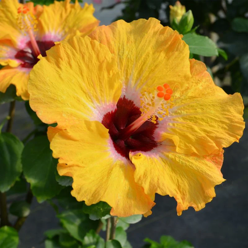 Proven Winners® Golden Globe™ Hollywood® Hibiscus