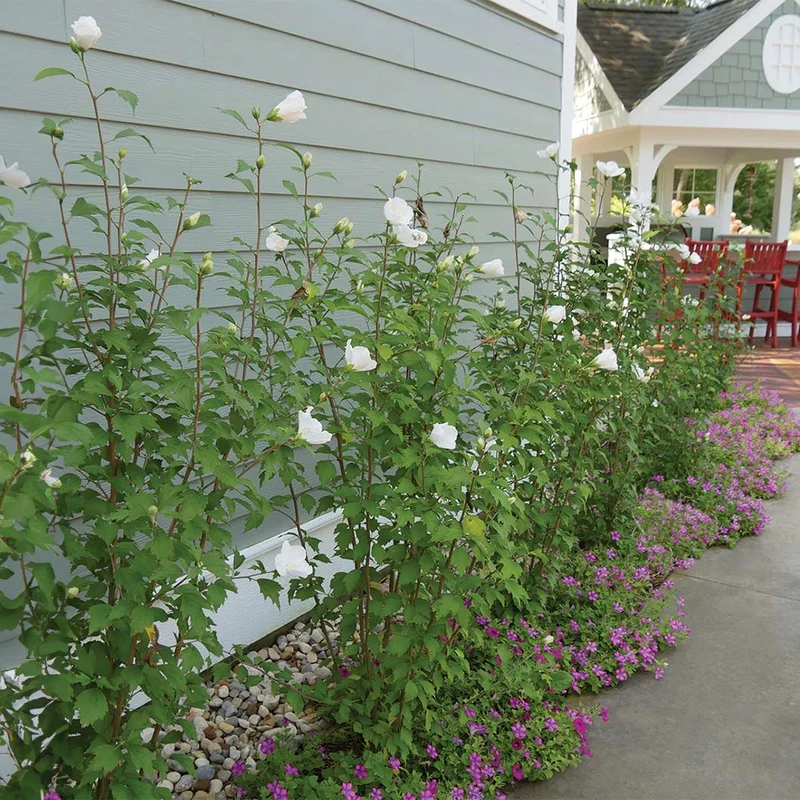 Proven Winners® White Pillar® Rose of Sharon Althea