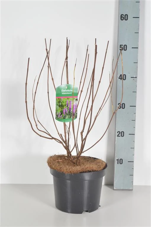 Elsholtzia stauntonii C7,5 (7,5 liters kruka) 60-80 cm