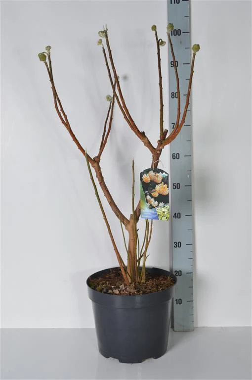 Edgeworthia chrys. 'Grandiflora' C15 (15 liters kruka) 100-125 cm