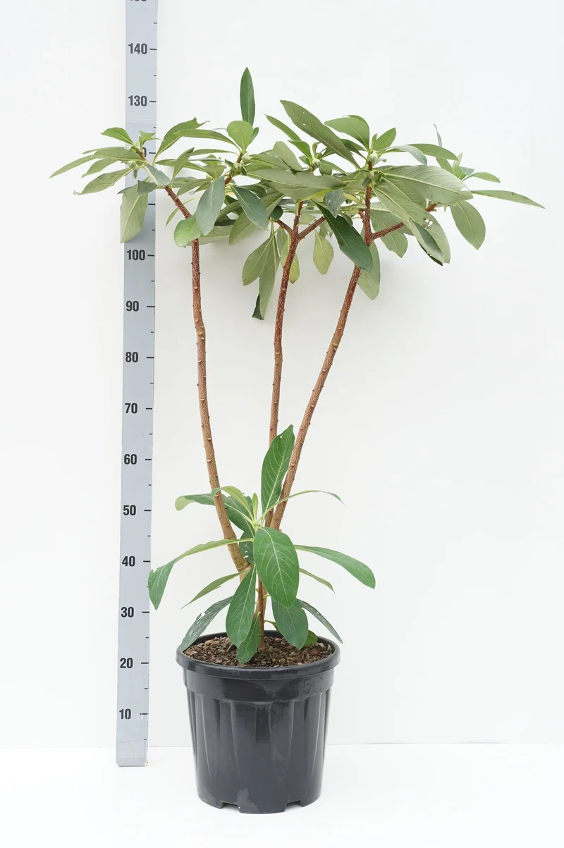 Edgeworthia chrysantha C10 (10 liters kruka) 80-100 cm