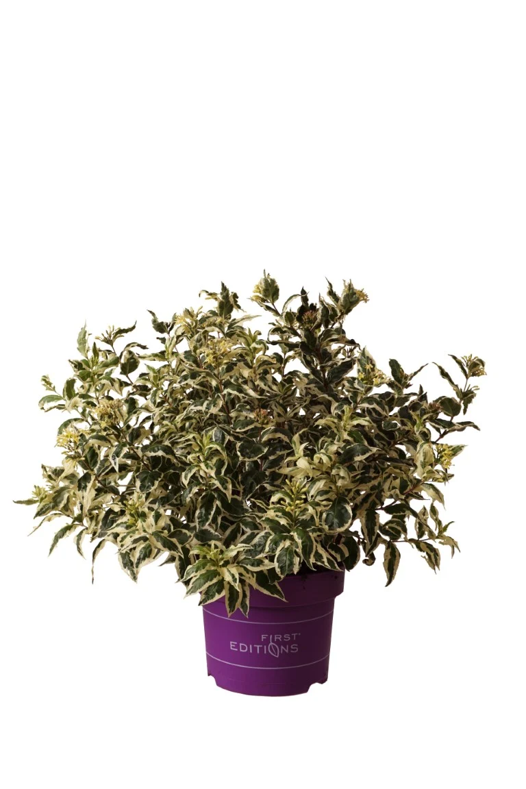Diervilla sess. 'Cool Splash'® C3 (3 liters kruka) 30-40 cm
