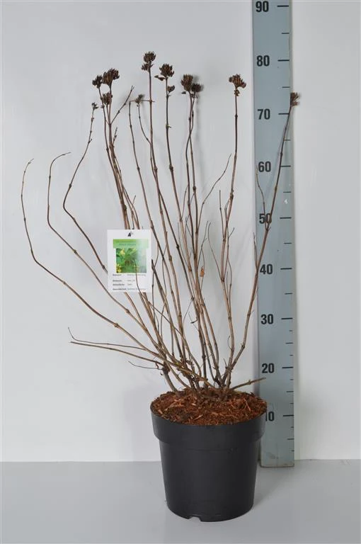 Diervilla sess. 'Butterfly' C4 (4 liters kruka) 40-60 cm