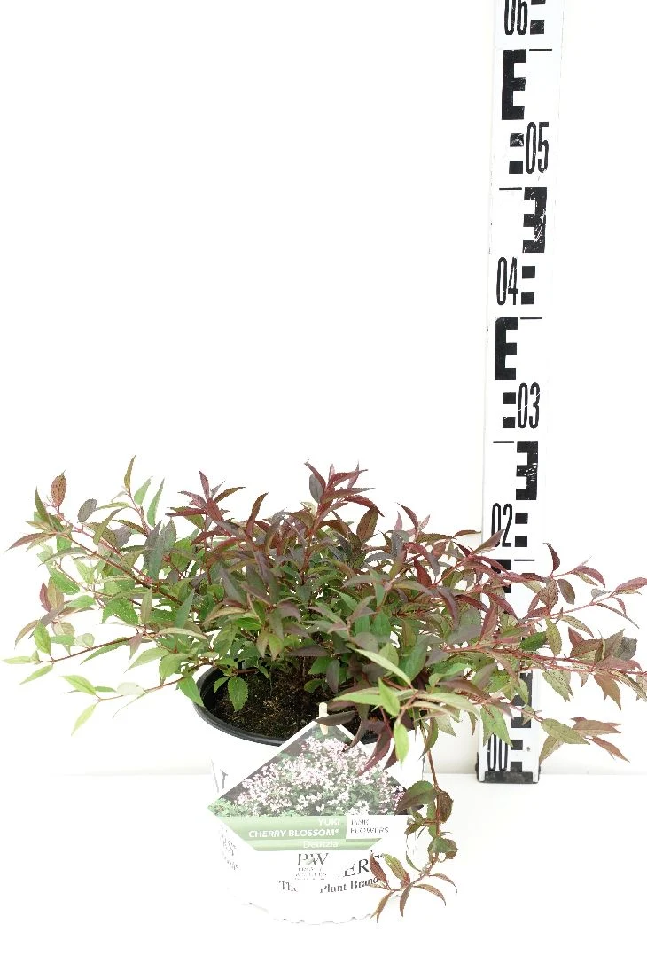 Deutzia Yuki 'Cherry Blossom' 30-40 cm, C3 (3 liters kruka / 19 cm kruka)