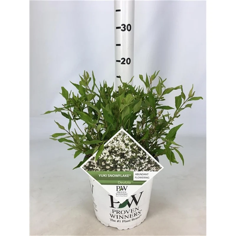 Deutzia 'Yuki Snowflake' C3 (3 liters kruka) 25-30 cm