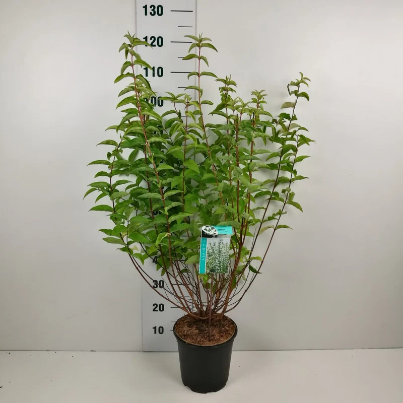 Deutzia scabra 'Plena' 60-80 cm, C7 (7 liters kruka)