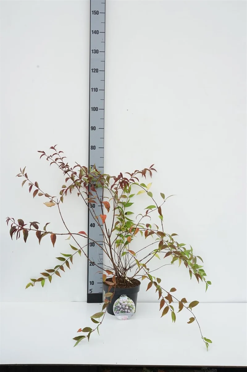Deutzia 'Raspberry Sundae' C5 (5 liters kruka) 50-60 cm