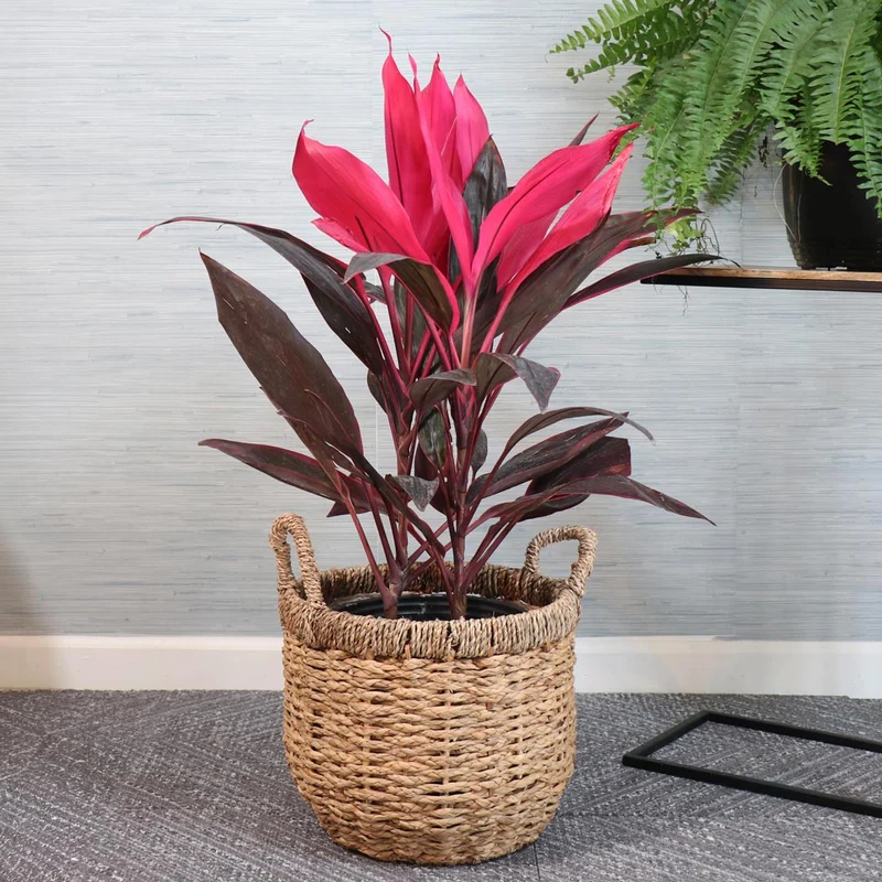 Red Sister Cordyline