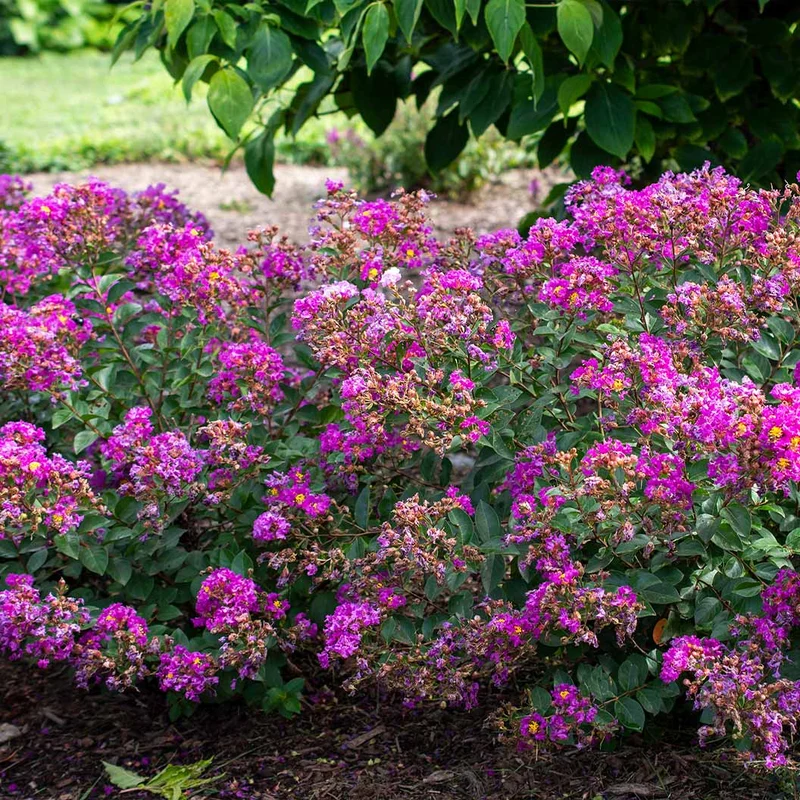 Bloomables® Bellini® Grape Crape Myrtle