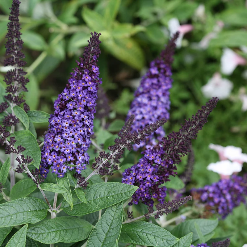 Proven Winners® Pugster Blue® Butterfly Bush