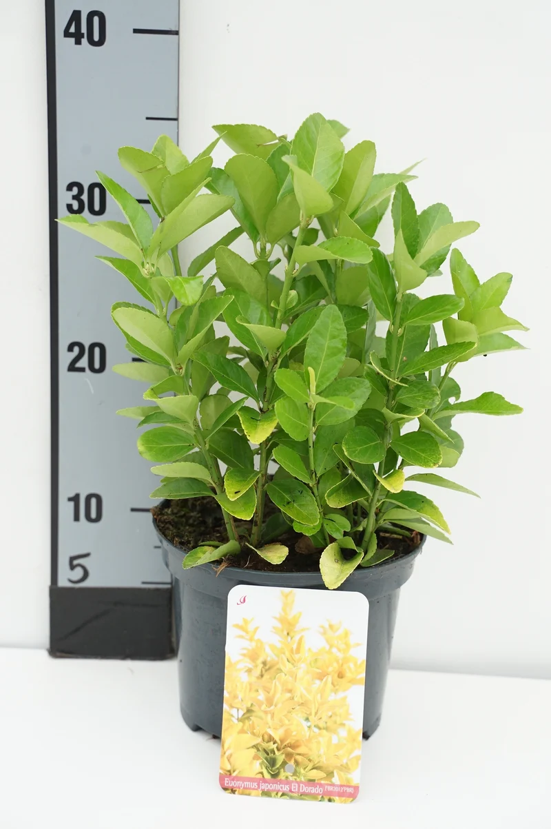 Euonymus japonicus 'El Dorado' C2 (2 liters kruka) 20-25 cm