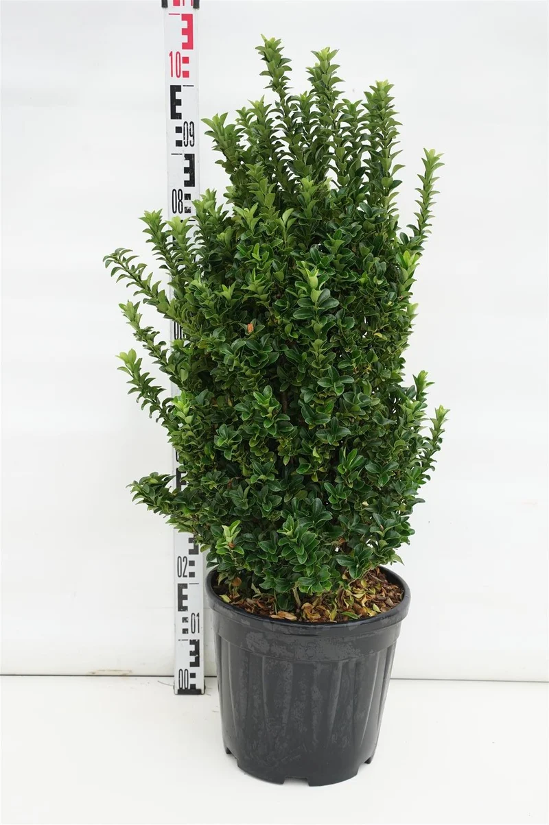 Euonymus japonicus 'Benkomasaki' C15 (15 liters kruka) 60-80 cm
