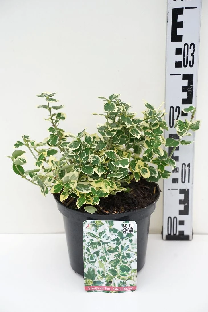 Euonymus fort. 'Silver Queen' C2 (2 liters kruka) 20-25 cm