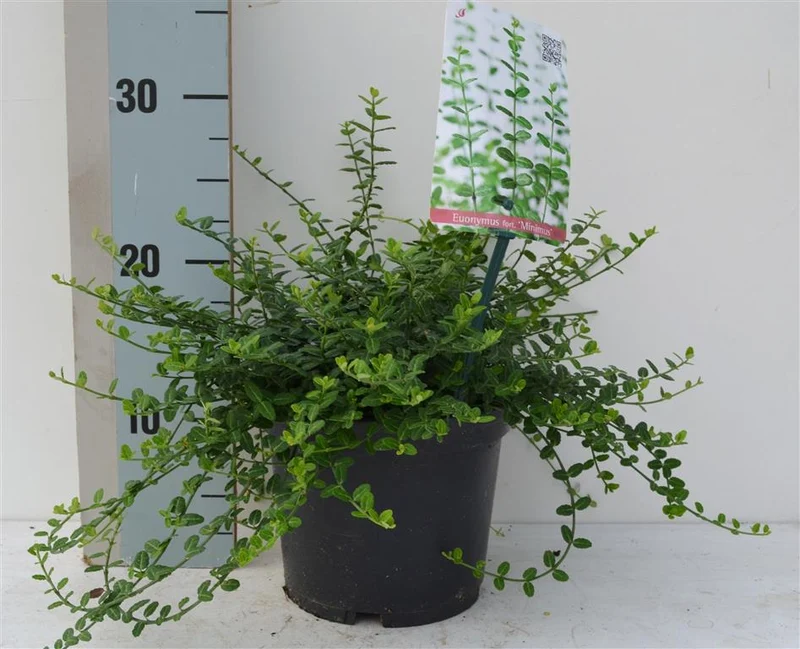 Euonymus fort. 'Minimus' 20-25 cm C2 (2 liters kruka) / 17 cm kruka