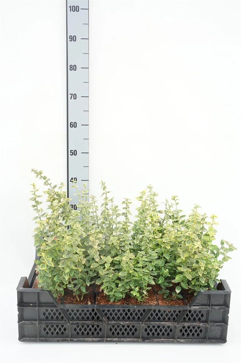 Euonymus fort. 'Emerald 'n 'Gold' 9 cm kruka