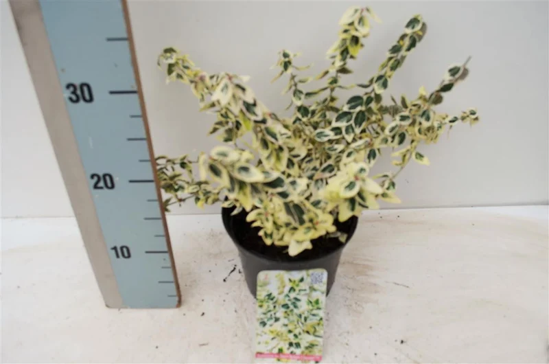 Euonymus fortunei 'Dan's Delight' C5 (5 liters kruka) 25-30 cm