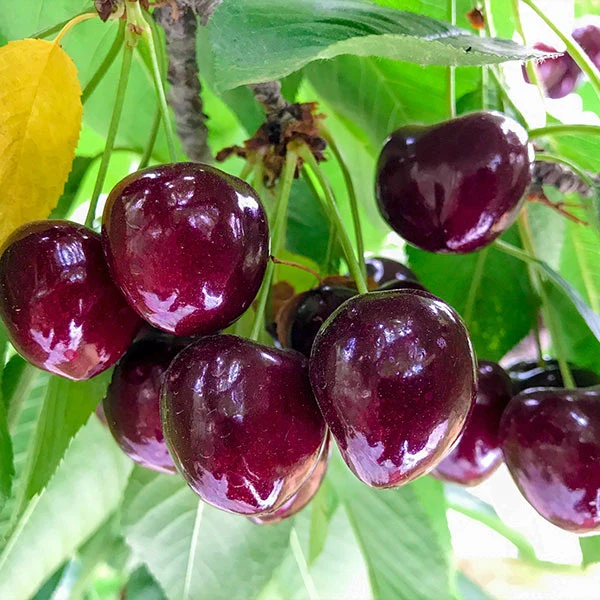 Chelan™ Cherry Tree