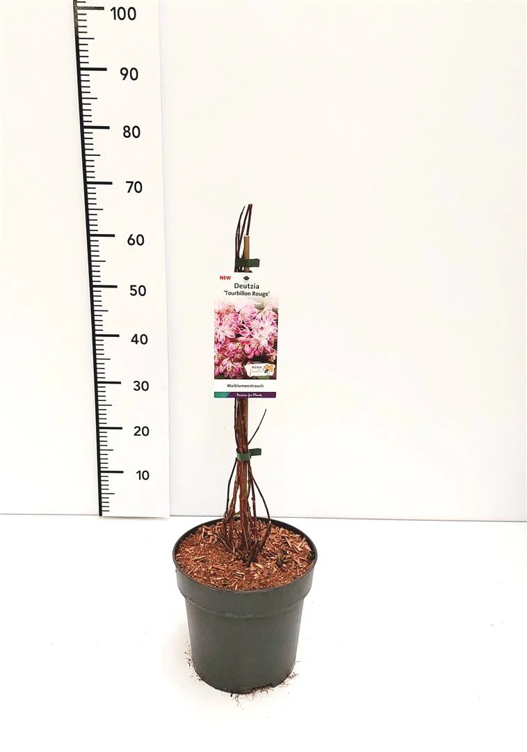 Deutzia hybrida 'Tourbillon Rouge' C5 (5 liters kruka) 50-60 cm