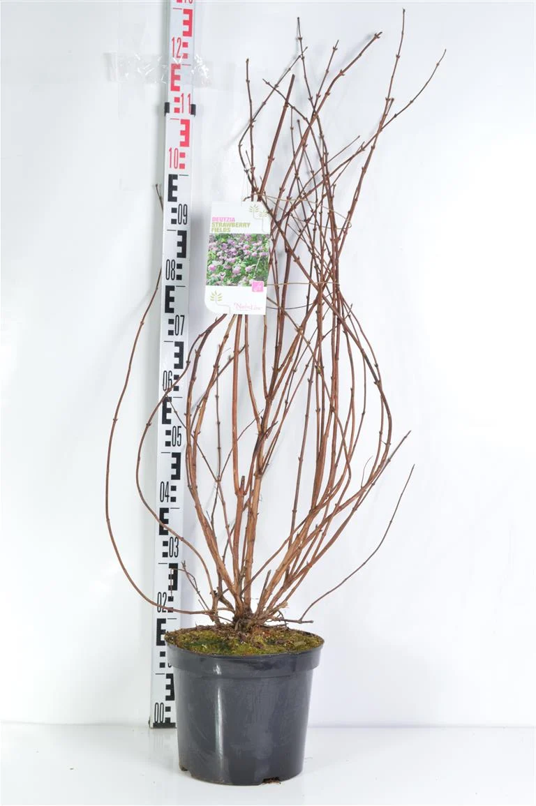 Deutzia hybrida 'Strawberry Fields' C7,5 (7,5 liters kruka) 80-100 cm