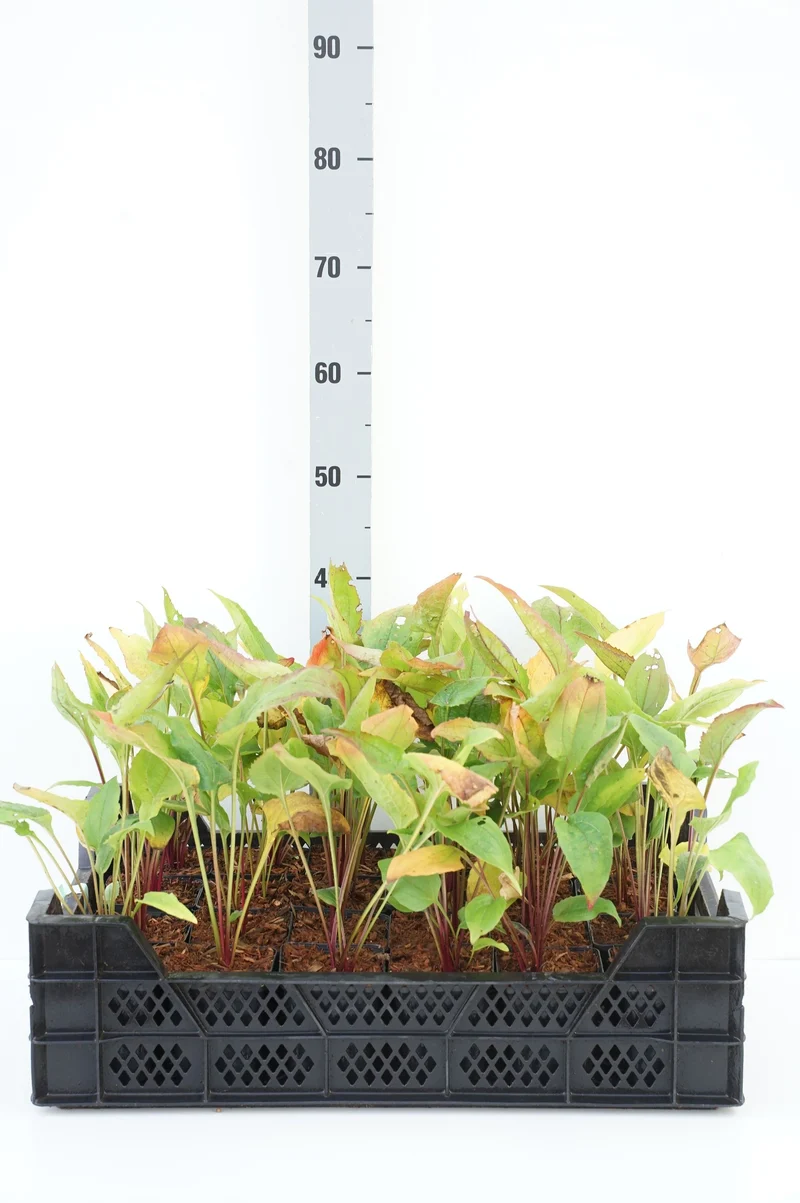 Echinacea purpurea 9 cm kruka