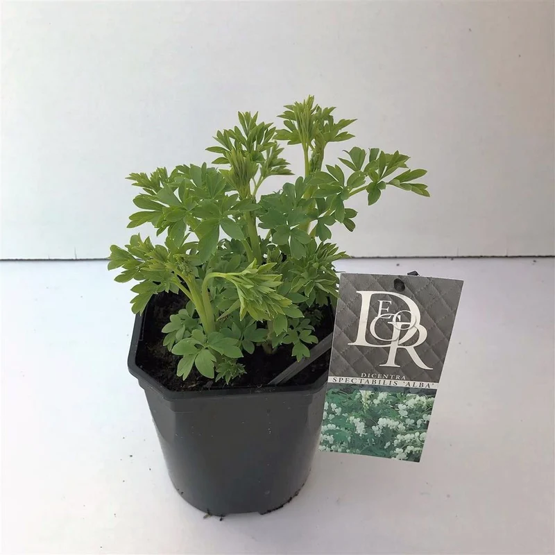 Dicentra spectabilis 'Alba' (Vit löjtnantshjärta) C2 (2 liters kruka)