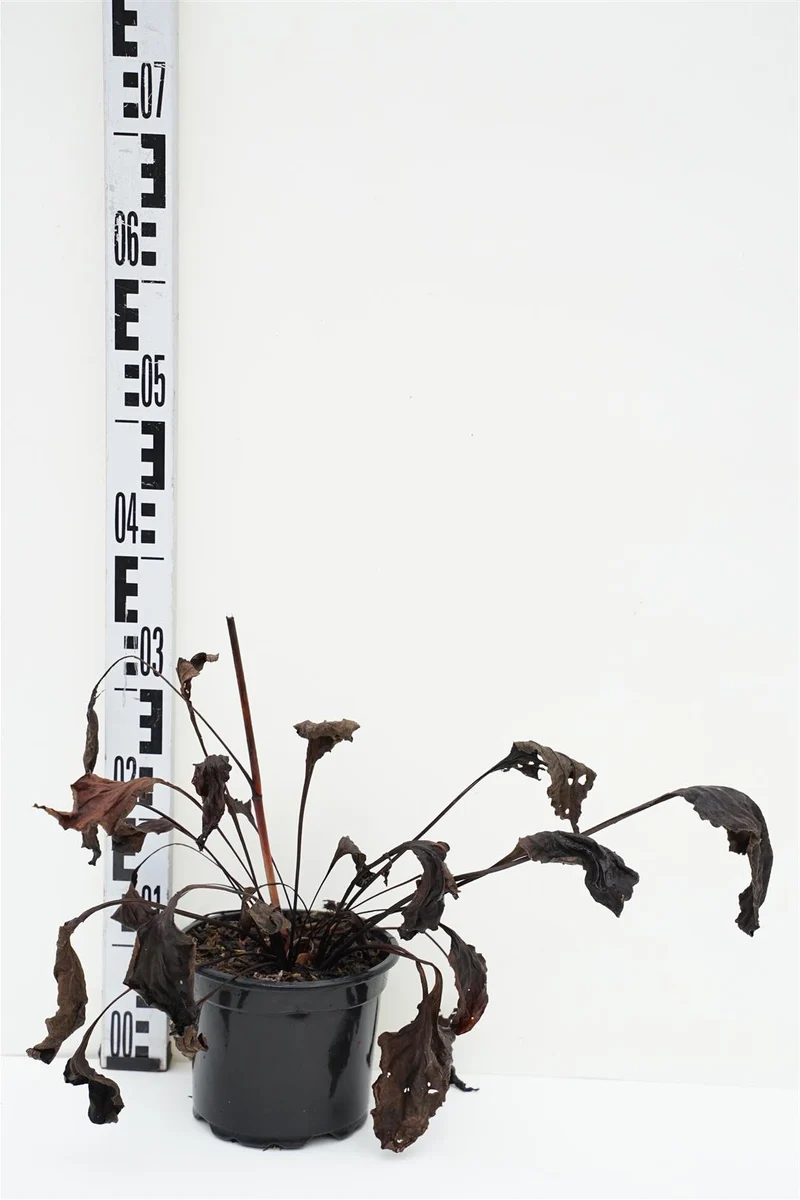 Echinacea p. 'Magnus' C2 (2 liters kruka)